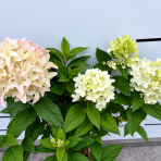 Hortenzia metlinatá (Hydrangea paniculata) ´MAGICAL CANDLE´® - výška 30-40 cm, kont. C2L